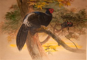 Purpur-Kaleege (Euplocamus horsfieldi), ca. 1851-76